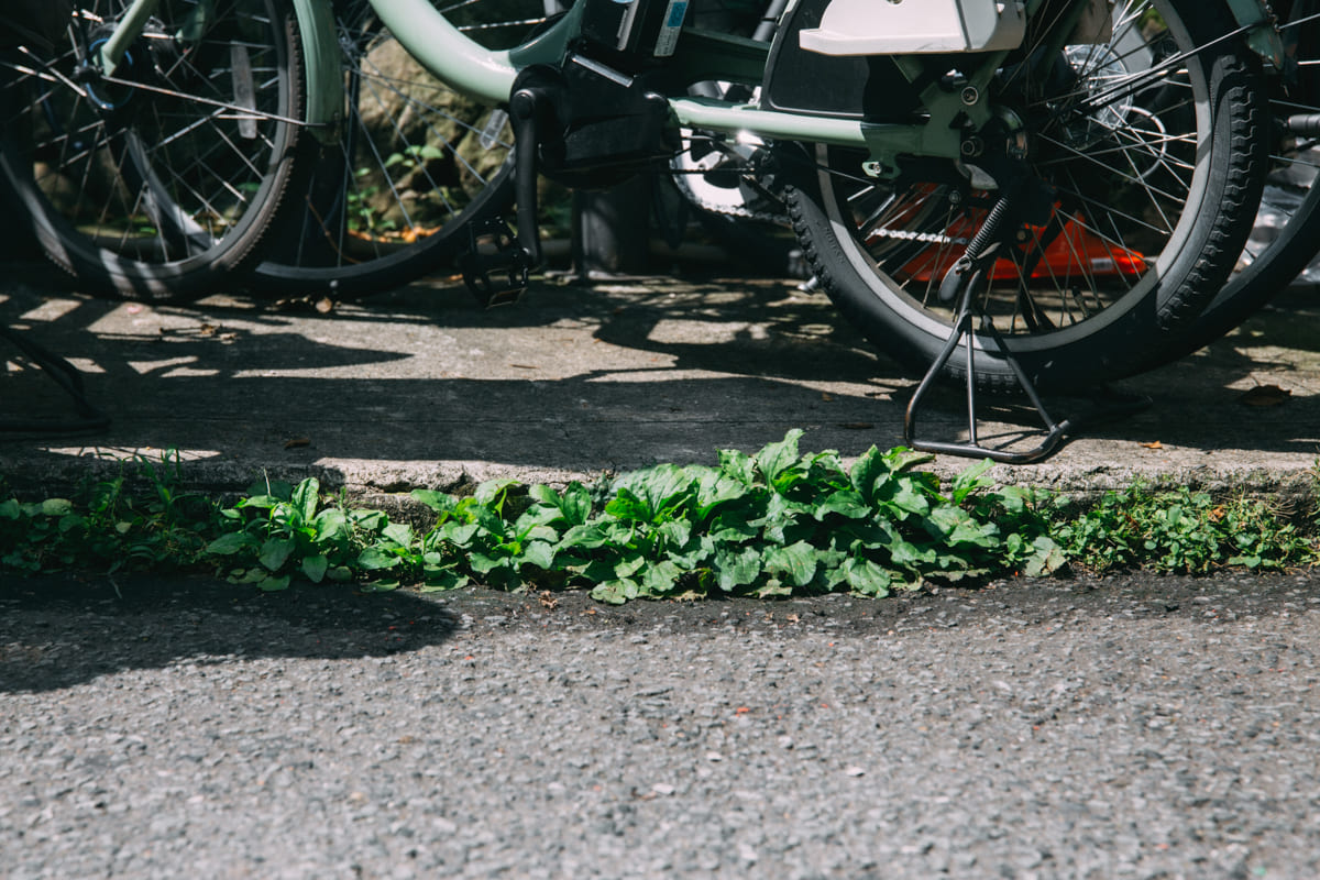 自転車の足元に生えたオオバコ