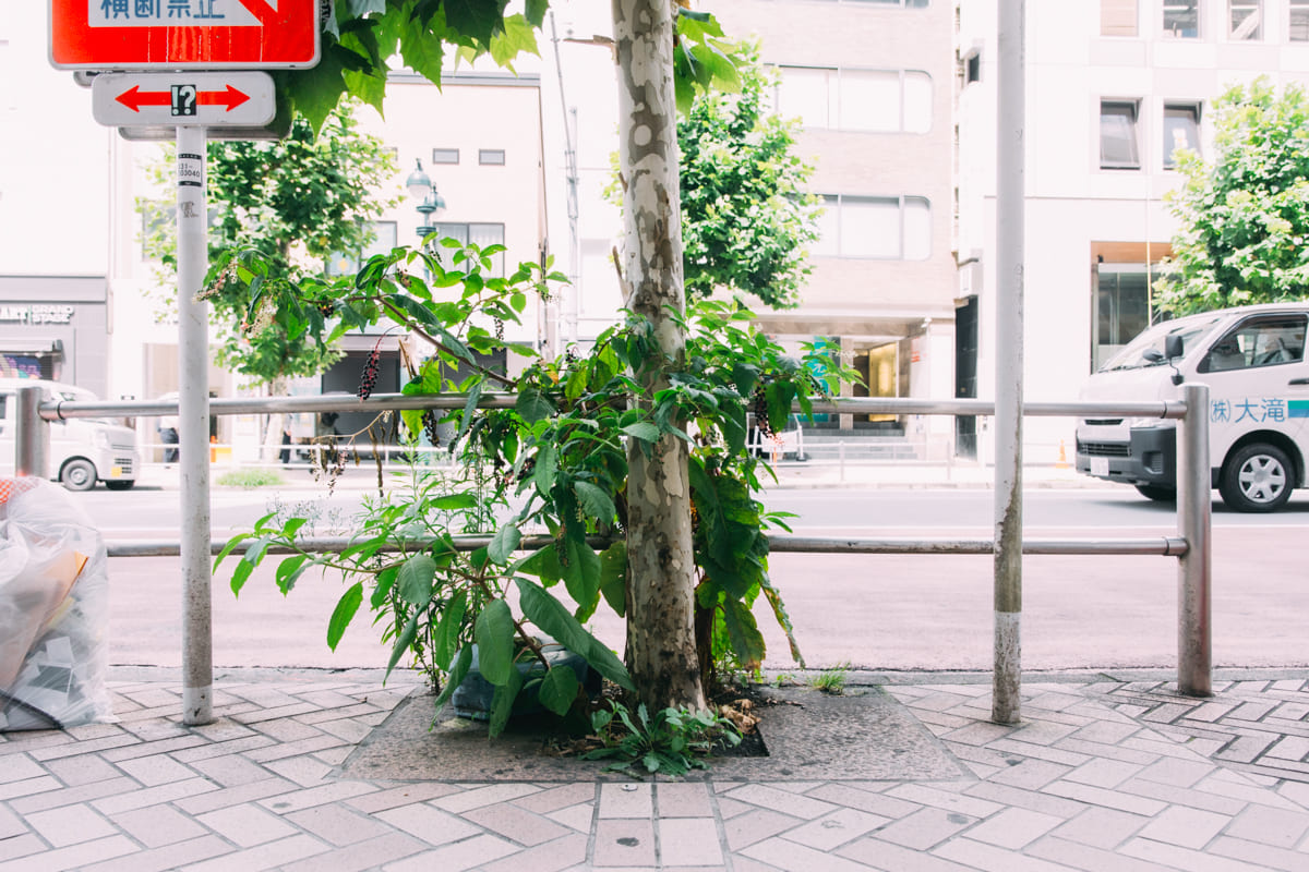 公園通り沿いの植え込み