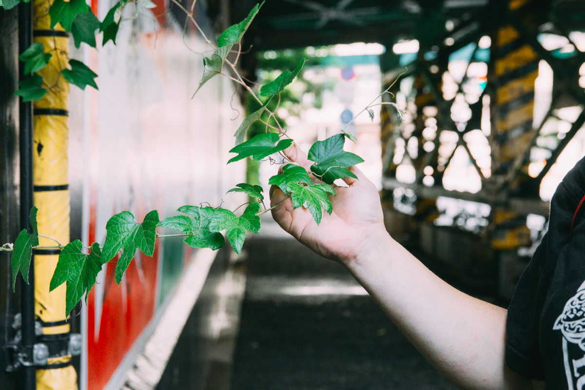 フェンスにブドウの葉に似た植物