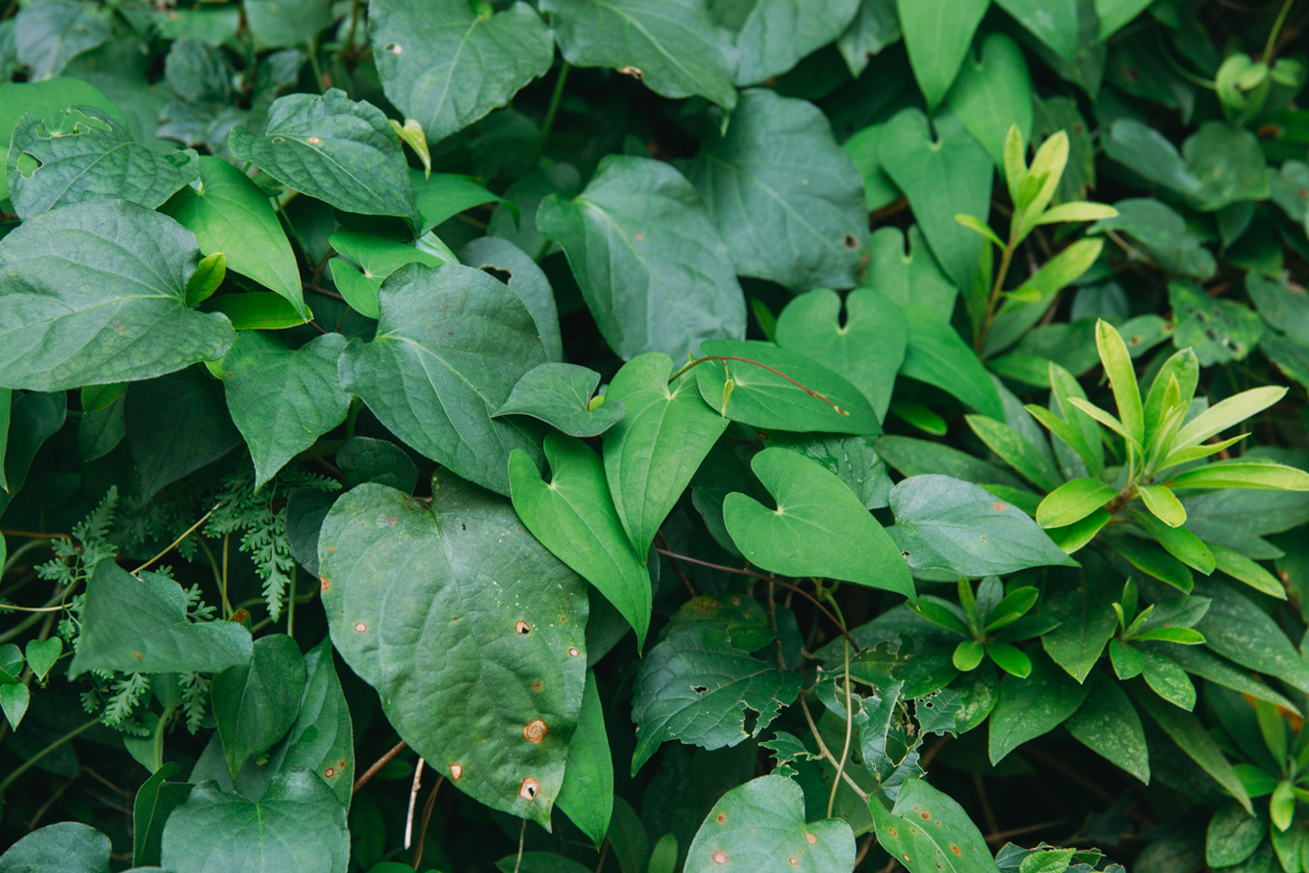 ヤマトイモ（自然薯）の葉