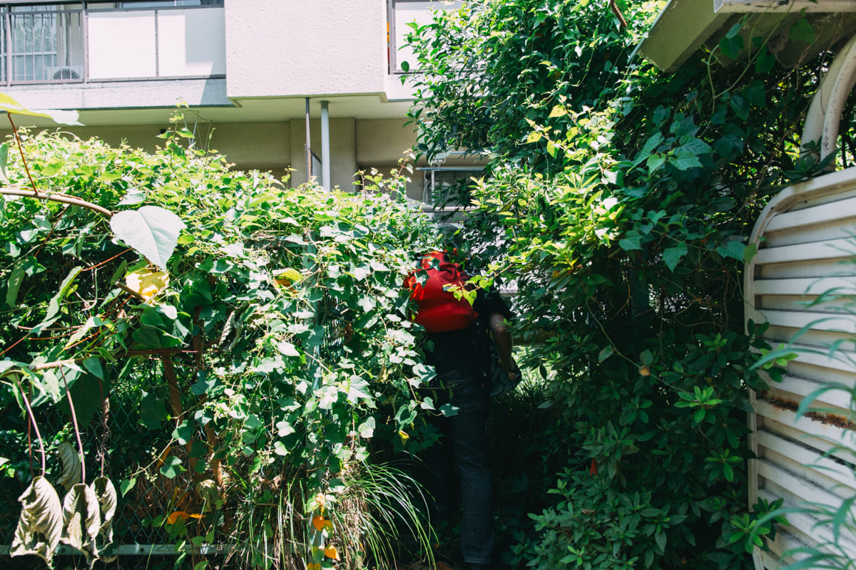 中庭の入口にも、草を切らないと入れないほど植物が茂っている