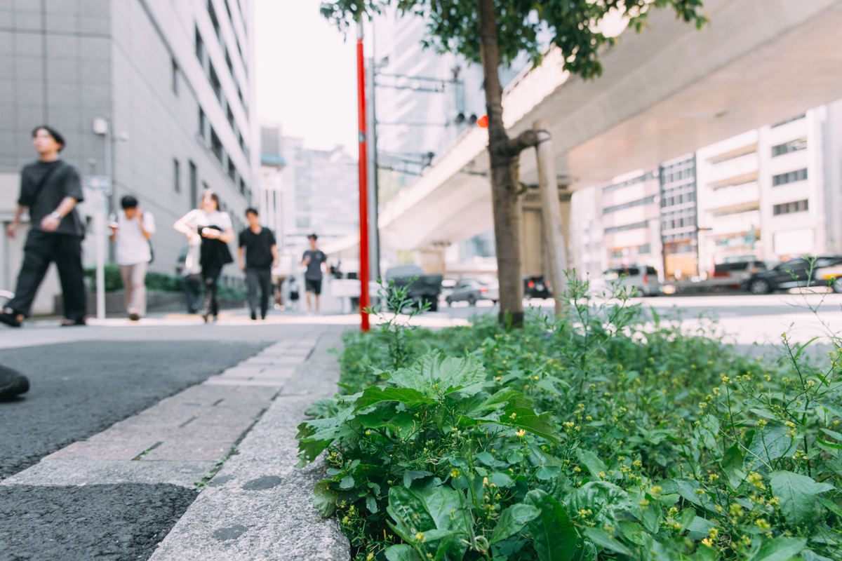 植え込み