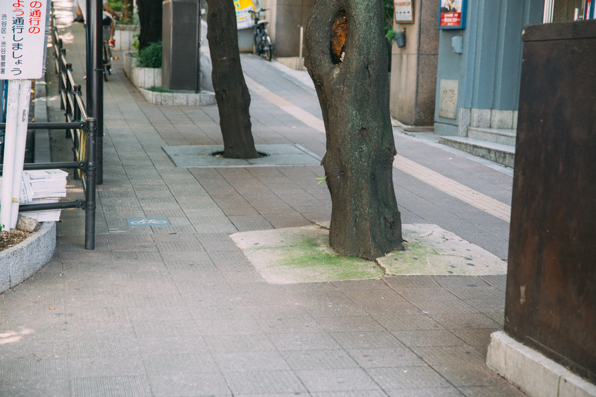 コンクリートで覆われた街路樹の根本